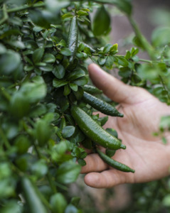 Frontpage: Finger Lime Tree - price includes urban courier delivery