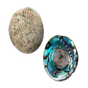 Smudge Bowls: Paua Shell Smudge Bowl