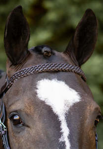 Browbands: Braided Browband