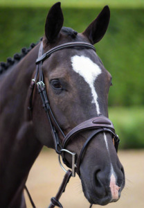 Ultimate Collection: Ultimate Comfort Bridle