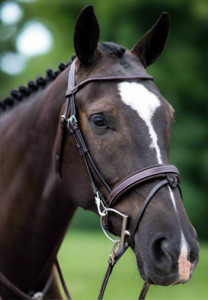 Your Hardest Worker Bridle