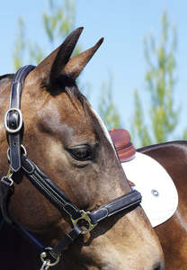 Kaikōura Bonded Saddle Pad WHITE