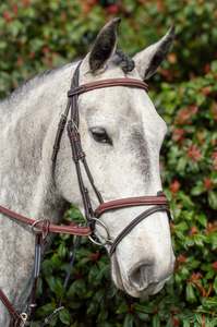 Horse: Meadows Bridle