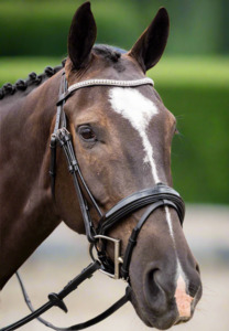 Ultimate Dressage Bridle Limited Edition