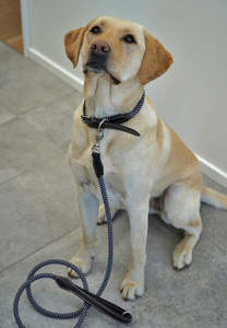 Hinterland Holiday Gift Guide: Rope Dog Lead