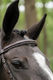 Fancy That Browband