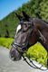 Chk-Chk Lets Go Bridle