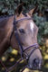 Tui Bridle