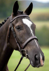 Show Hunter Bridle Sale - Pony