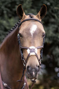 Grakle Bridle - Sale - Havana