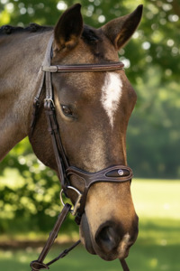 Completely Contoured Bridle - Sale - Black