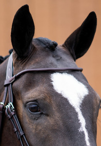 Rolled Browband