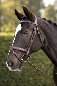 Chk-Chk Lets Go Bridle
