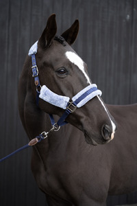 Hinterland Halter & Lead Fundraiser