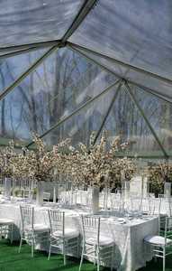 Women Shirts: Chiavari Chairs Hire | WHITE Chairs