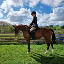 Calci-Hōiho Holistic Living NZ