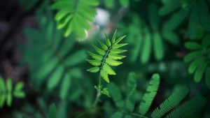 HMC 4-Week Detox Program