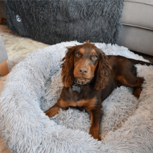 The Collection: Calming Doughnut Bed