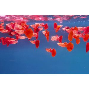 Red Bronze Guppy Male Livebearer Hollywood Fish Farm Online