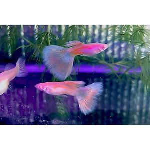 Products: Albino Pink Grass Guppy Male Livebearer Hollywood Fish Farm Online