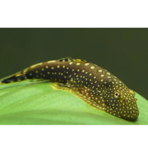 Products: Borneo Suckers/Hillstream Loach Hollywood Fish Farm Online