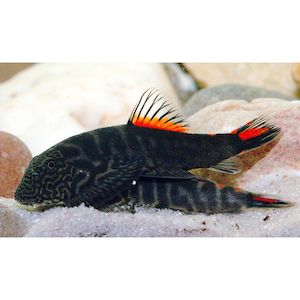 Products: Bloody Mary Borneo Sucker/Hillstream Loach Hollywood Fish Farm Online