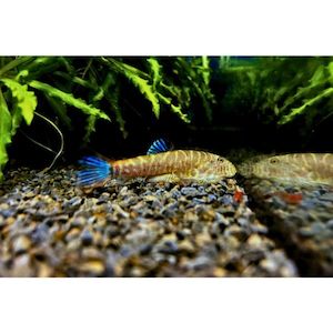 Products: Blue Zebra Borneo Sucker/Hillstream Loach Hollywood Fish Farm Online