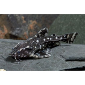 Products: White Spot Talking Catfish Hollywood Fish Farm Online