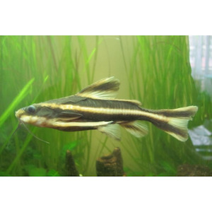 Chocolate Talking Catfish Hollywood Fish Farm Online