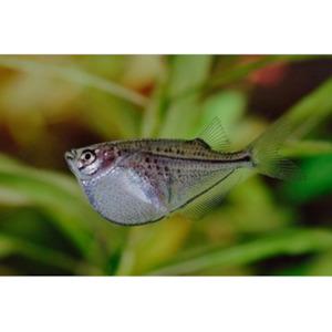 Products: Blackwing Hatchetfish Hollywood Fish Farm Online