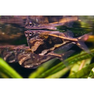 Marble Hatchetfish Hollywood Fish Farm Online