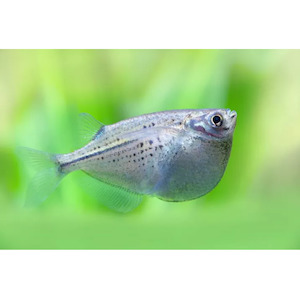 Products: Silver Hatchetfish Hollywood Fish Farm Online