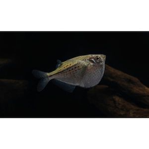 Products: Silver Spotted Hatchetfish Hollywood Fish Farm Online