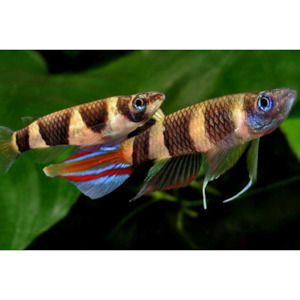 Products: Clown Killifish Hollywood Fish Farm Online