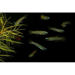 Products: Norman's Lampeye Killifish Hollywood Fish Farm Online