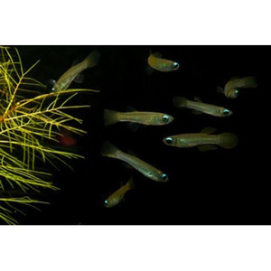 Products: Norman's Lampeye Killifish Hollywood Fish Farm Online