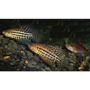 Featherfin Pearlfish Pair Hollywood Fish Farm Online
