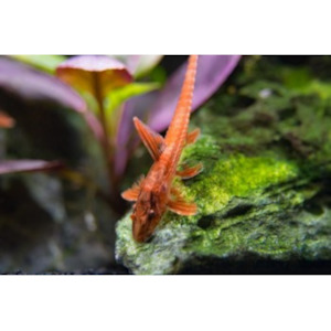 Products: Whiptail Red Lizard Catfish Hollywood Fish Farm Online