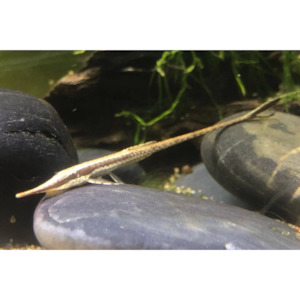 Products: Twig Catfish Hollywood Fish Farm Online