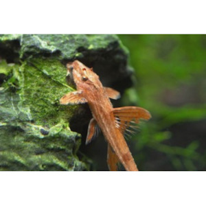 Products: Whiptail Chocolate Lizard Catfish Hollywood Fish Farm Online