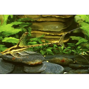 Whiptail Royal Catfish Hollywood Fish Farm Online