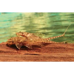 Products: Whiptail Parva Catfish Hollywood Fish Farm Online