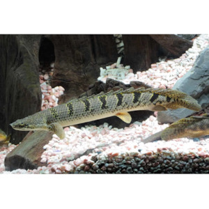 Products: Polypterus Delhezi Hollywood Fish Farm Online