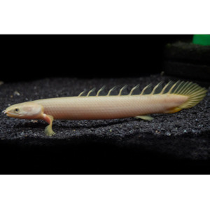 Products: Polypterus Senegalus Hollywood Fish Farm Online