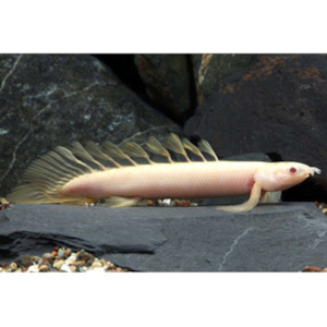 Products: Polypterus Senegalus Albino Hollywood Fish Farm Online