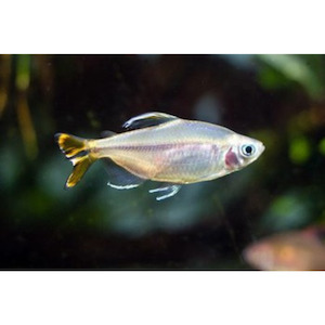 Products: Yellow Tail Congo Tetra Hollywood Fish Farm Online