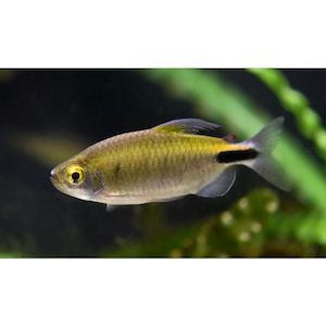 Products: African Long-Finned/Alestes Tetra Hollywood Fish Farm Online