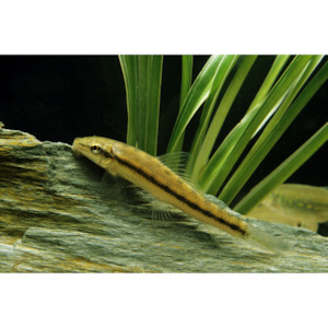 Products: Chinese Algae Eater Brown Hollywood Fish Farm Online