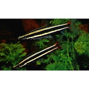 Striped Anostomus Hollywood Fish Farm Online