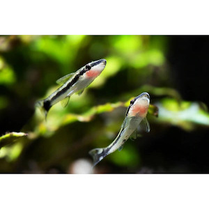Products: Otocinclus Catfish Hollywood Fish Farm Online